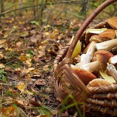 La Siesta Del Naranjo Monesterio